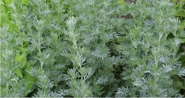 Wormwood iz zajedavcev